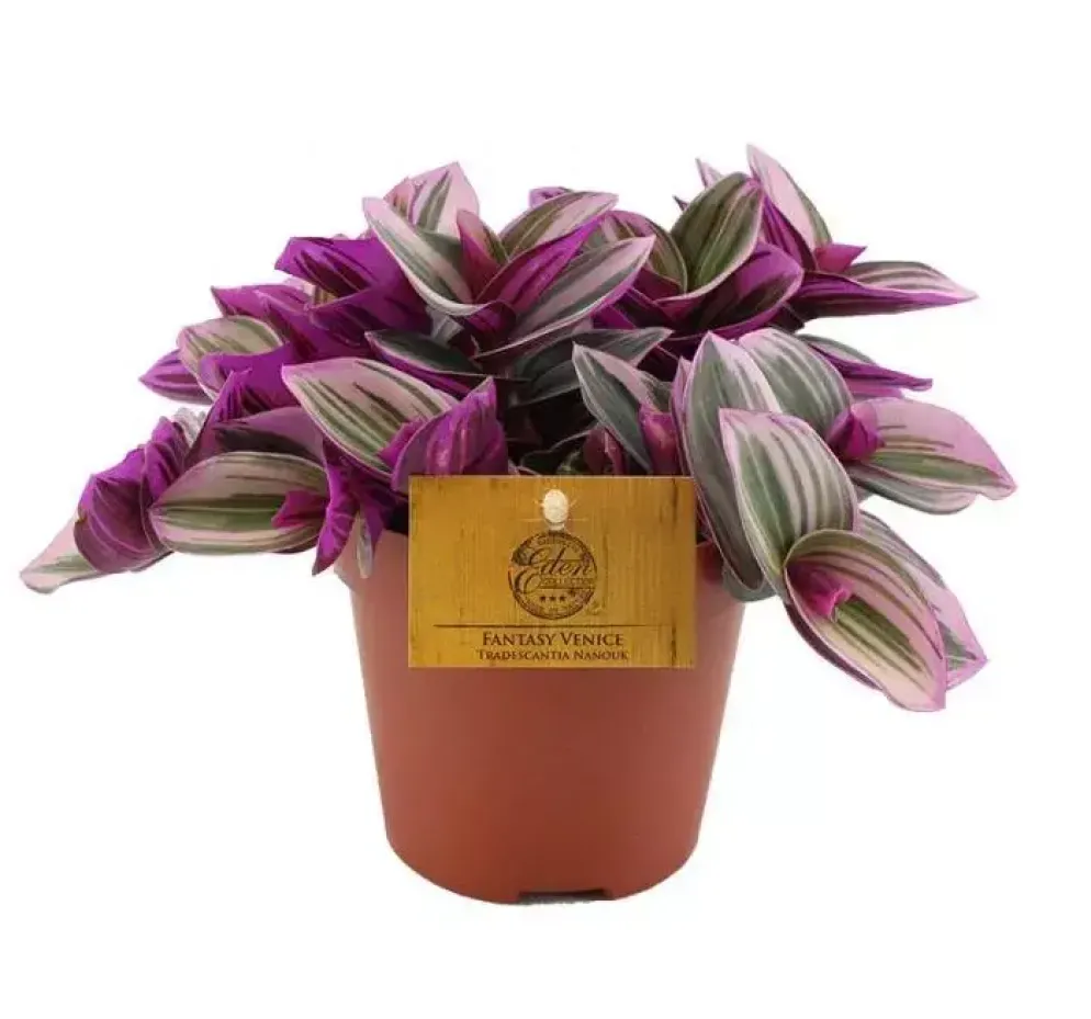 Tradescantia nanouk (Vaderplant) 20cm