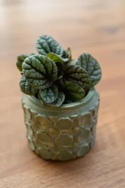 TS Collection bloempot jurre steen 14x11cm groen