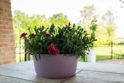 TS Collection Bowl Palermo 27x12 cm Lavendel