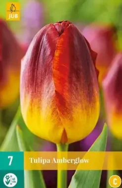 Tulipa amberglow 7st