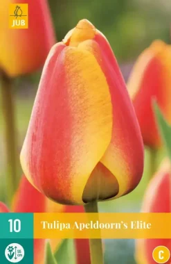 Tulipa Apeldoorn's Elite 10 tulpenbollen