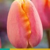 Tulipa Apricot Favourite 7 tulpenbollen