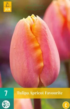 Tulipa Apricot Favourite 7 tulpenbollen