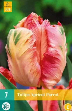 Tulipa Apricot Parrot 7 tulpenbollen