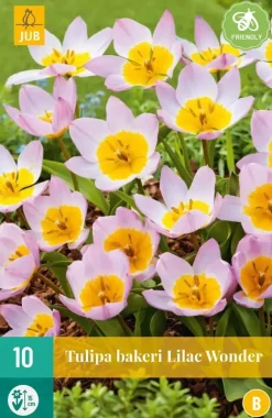 Tulipa bakeri Lilac Wonder 10 tulpenbollen