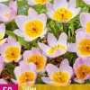 Tulipa bakeri Lilac Wonder 50 tulpenbollen