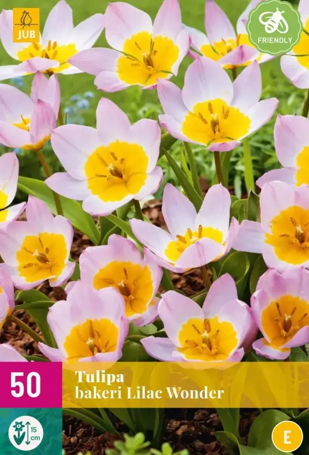 Tulipa bakeri Lilac Wonder 50 tulpenbollen