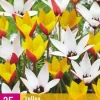 Tulipa Belles Tulipes 25 tulpenbollen