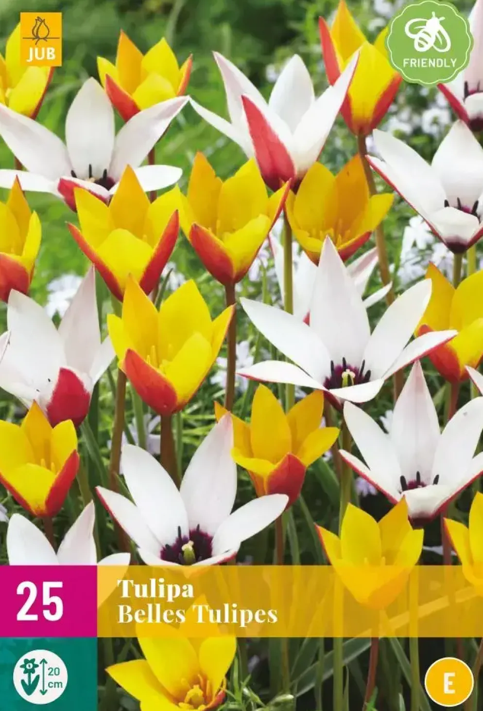Tulipa Belles Tulipes 25 tulpenbollen
