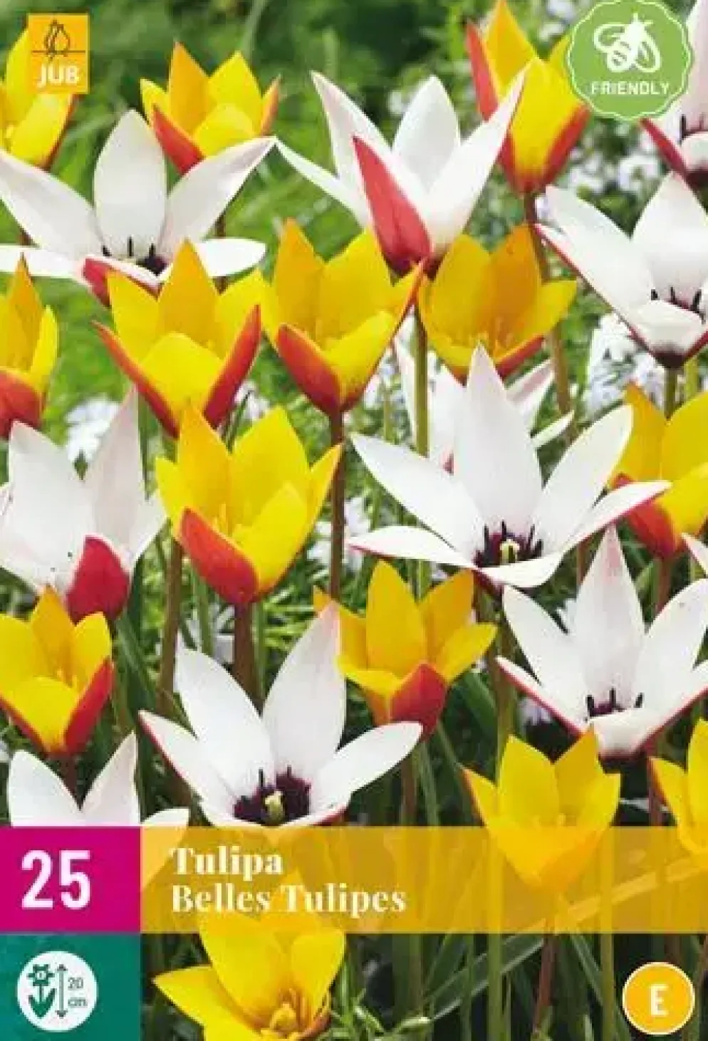 Tulipa Belles Tulipes 25 tulpenbollen