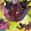 Tulipa Black Parrot 7 tulpenbollen