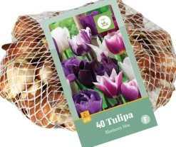 Tulipa blueberry mix 40st