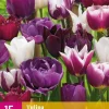 Tulipa Blueberry mix 15 tulpenbollen