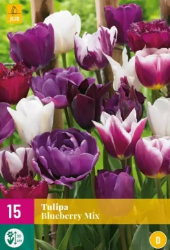 Tulipa Blueberry mix 15 tulpenbollen