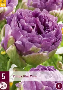 Tulipa blue wow 5st
