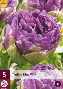 Tulipa blue wow 5st
