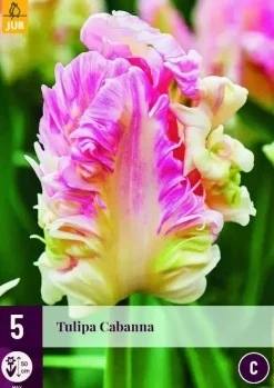 Tulipa cabanna 5 bloembollen