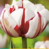 Tulipa Carnaval de Nice 5 tulpenbollen