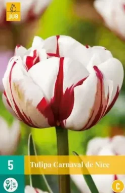 Tulipa Carnaval de Nice 5 tulpenbollen