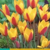 Tulipa clusiana Cynthia 10 tulpenbollen