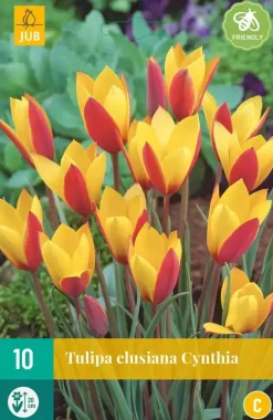 Tulipa clusiana Cynthia 10 tulpenbollen
