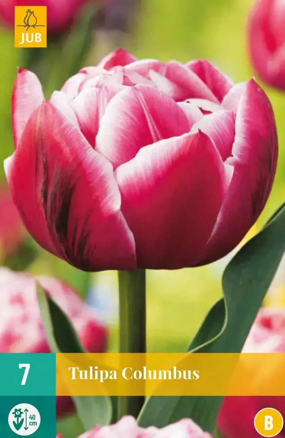 Tulipa Columbus 7 tulpenbollen