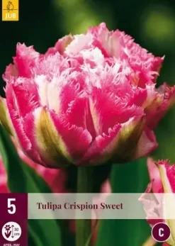 Tulipa Crispion Sweet 5 tulpenbollen