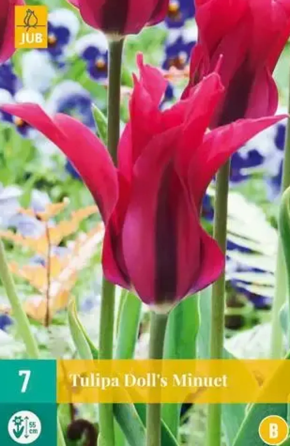 Tulipa Dolls Minuet 7 tulpenbollen