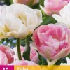 Tulipa Double Sensation 15 tulpenbollen