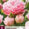 Tulipa Dreamer 5 tulpenbollen