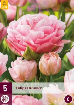Tulipa Dreamer 5 tulpenbollen