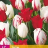 Tulipa Dutch Design Mix 15 tulpenbollen