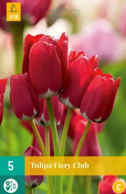 Tulipa Fiery Club 5 tulpenbollen