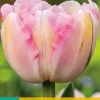 Tulipa Finola 7 stuks