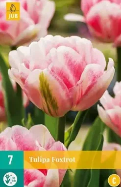 Tulipa Foxtrot 7 tulpenbollen