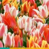 Tulipa Fun Colours 7 tulpenbollen