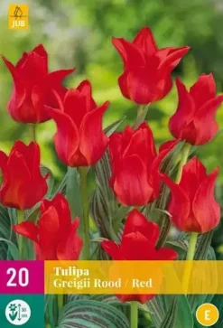 Tulipa Greigii rood 20 tulpenbollen
