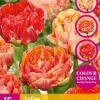Tulipa Gudushnik Double 15 stuks