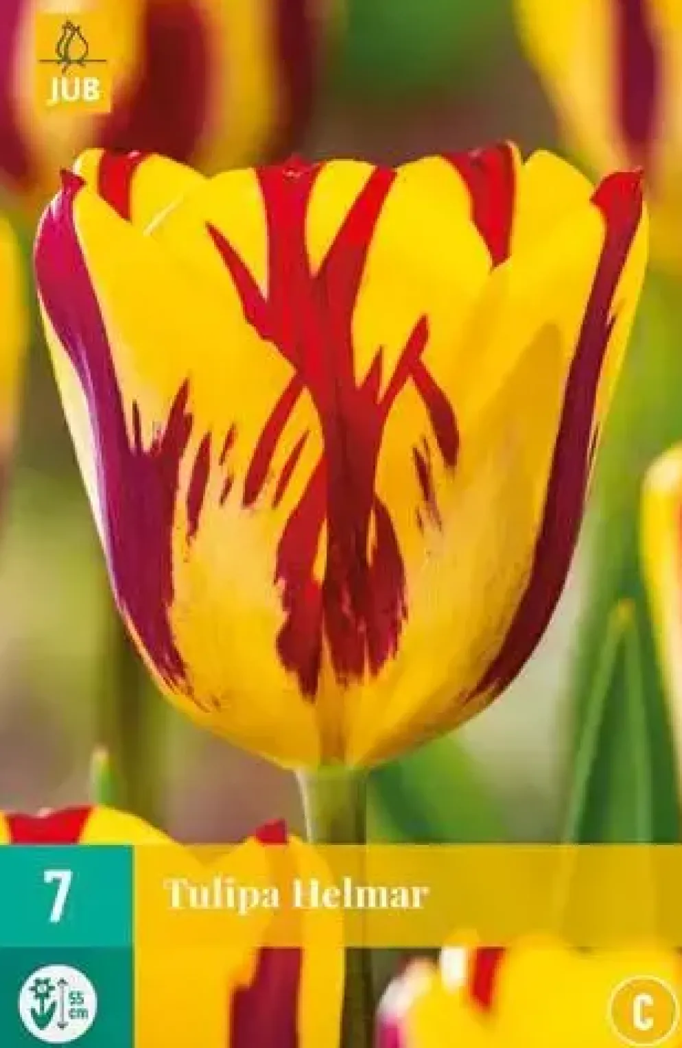 Tulipa Helmar 7 bloembollen