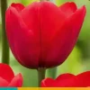 Tulipa Ile de France 7 tulpenbollen