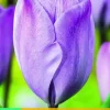 Tulipa jacuzzi 10 bloembollen