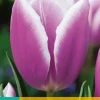 Tulipa Librije 7 tulpenbollen