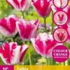 Tulipa Mata Hari 15 stuks