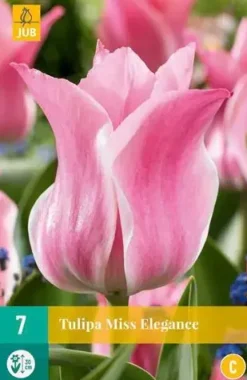 Tulipa Miss Elegance 7 stuks