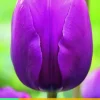 Tulipa negrita 10 bloembollen