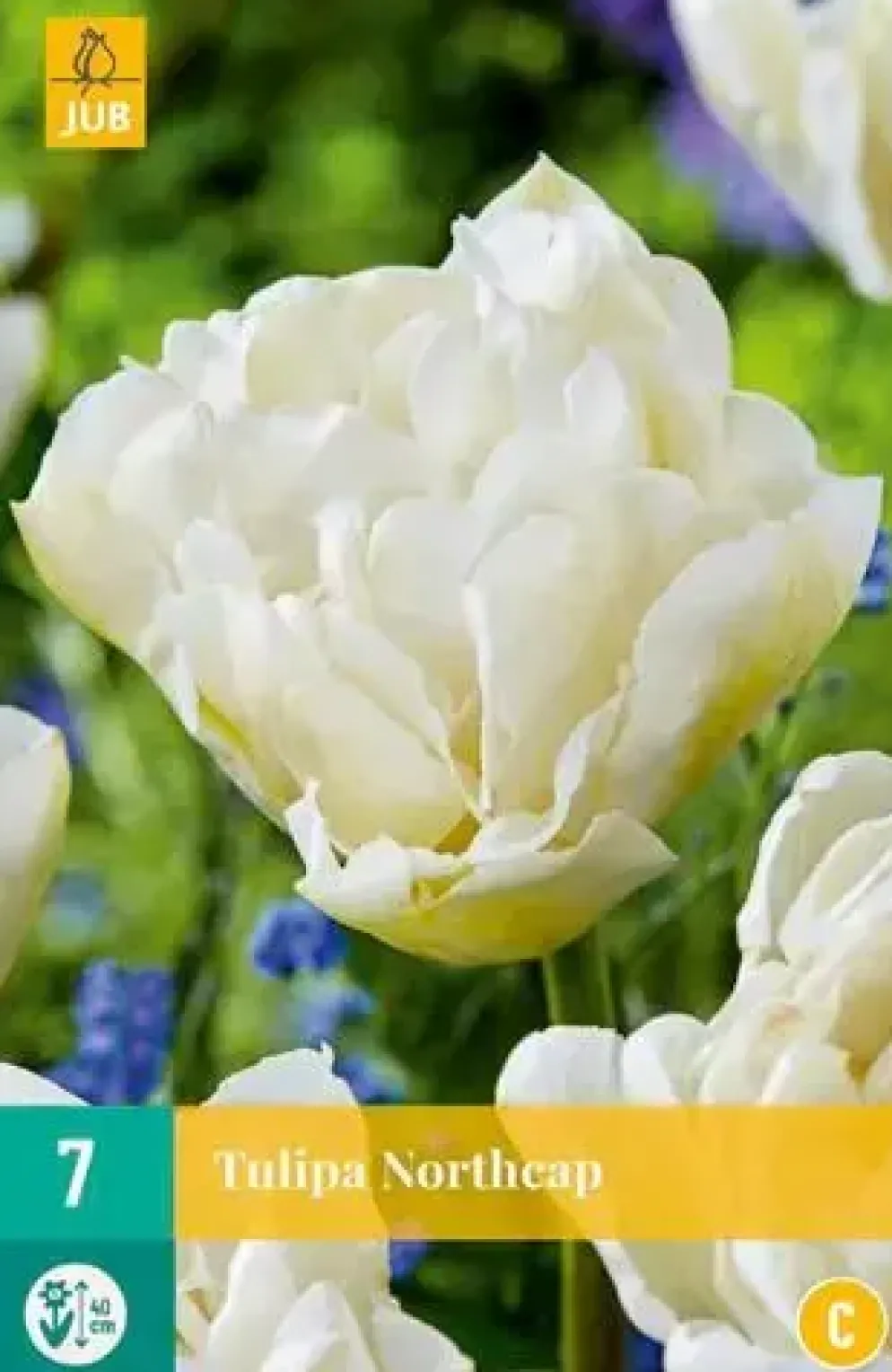 Tulipa Northcap 7 stuks