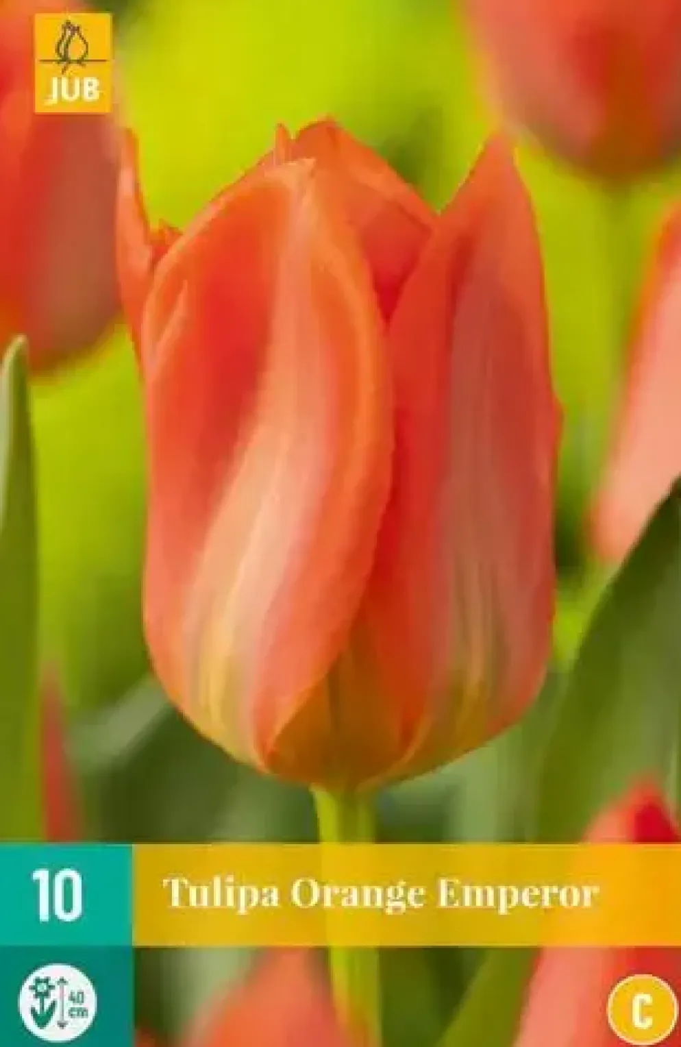 Tulipa Orange Emperor 10 tulpenbollen