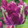 Tulipa Parrot Negrita 5 tulpenbollen