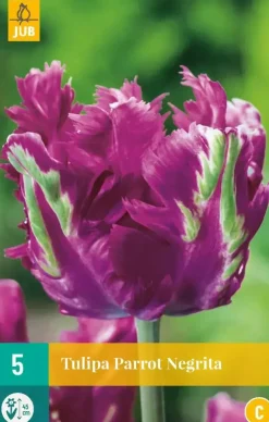 Tulipa Parrot Negrita 5 tulpenbollen