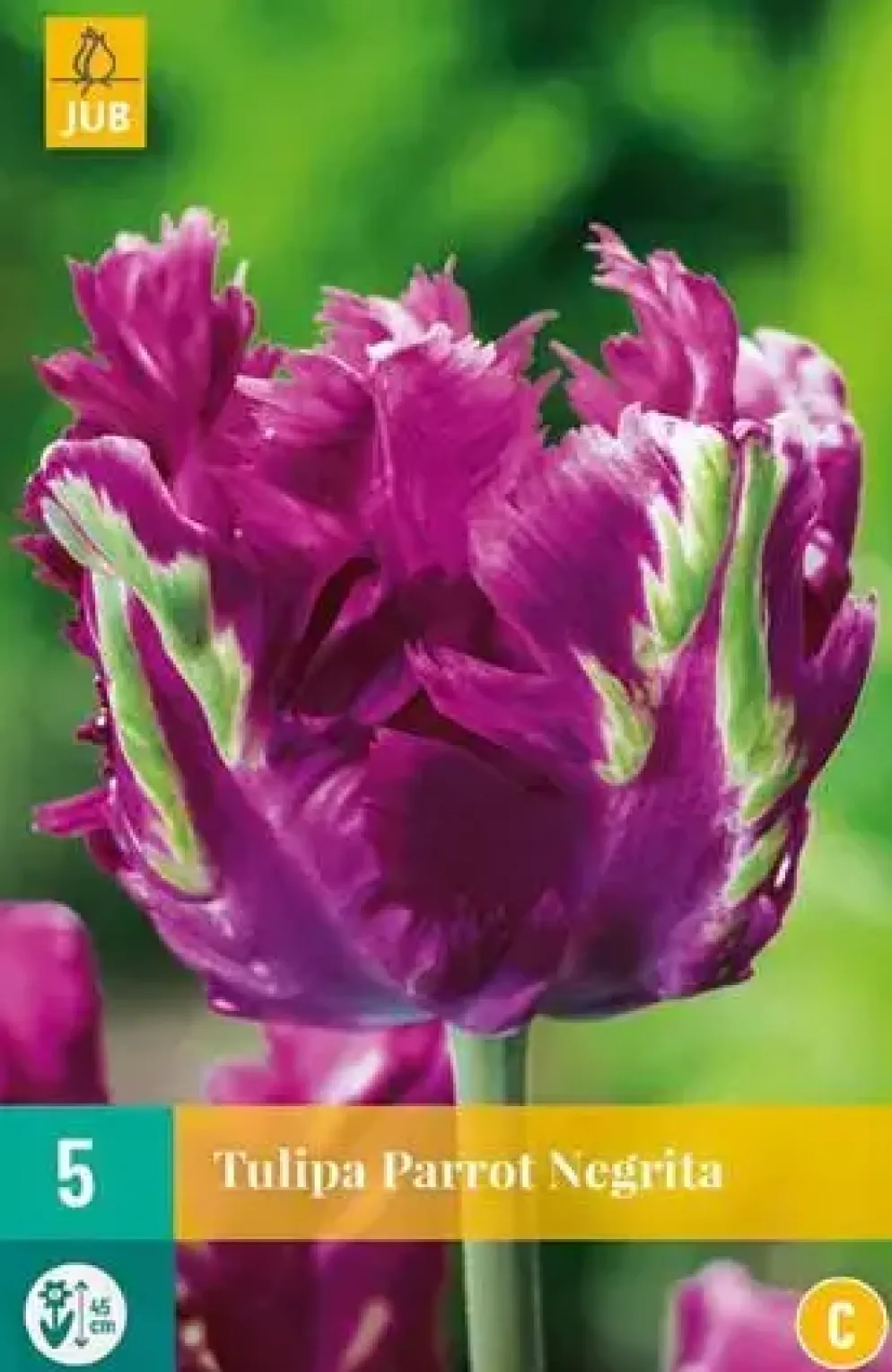 Tulipa Parrot Negrita 5 tulpenbollen